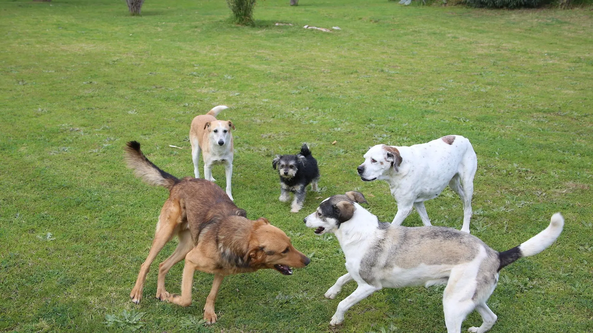 La Vie En Rose - Horses & Dogs House Bed & Breakfast Ait Hamid