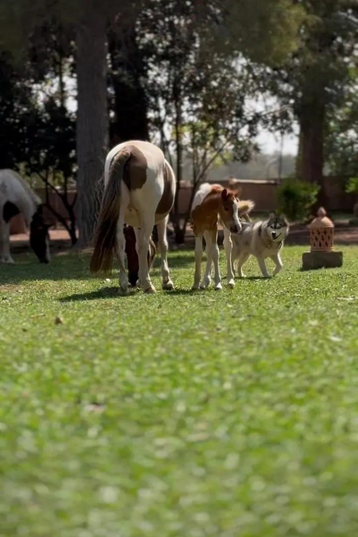 La Vie En Rose - Horses & Dogs House Bed & Breakfast Ait Hamid
